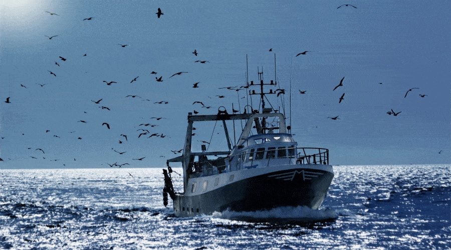 GUS: spadek połowu ryb na Morzu Bałtyckim / Portal Stoczniowy