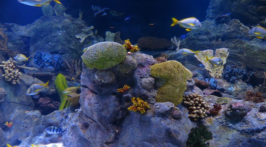 Zmiany klimatu zagrażają Wielkiej Rafie Koralowej