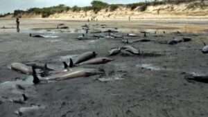 100 martwych delfinów na plaży w Mozambiku / Portal Stoczniowy