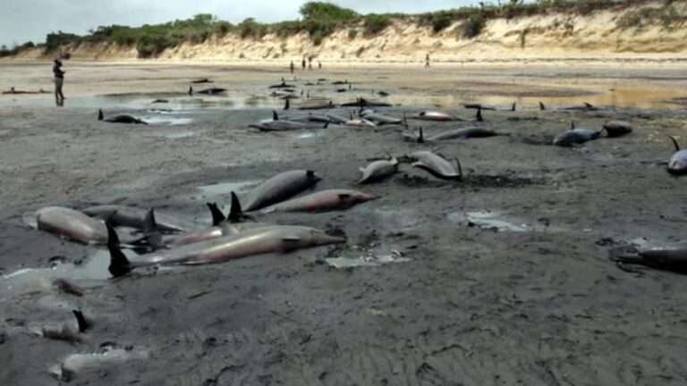 100 martwych delfinów na plaży w Mozambiku / Portal Stoczniowy