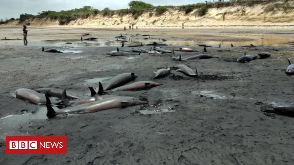100 martwych delfinów na plaży w Mozambiku