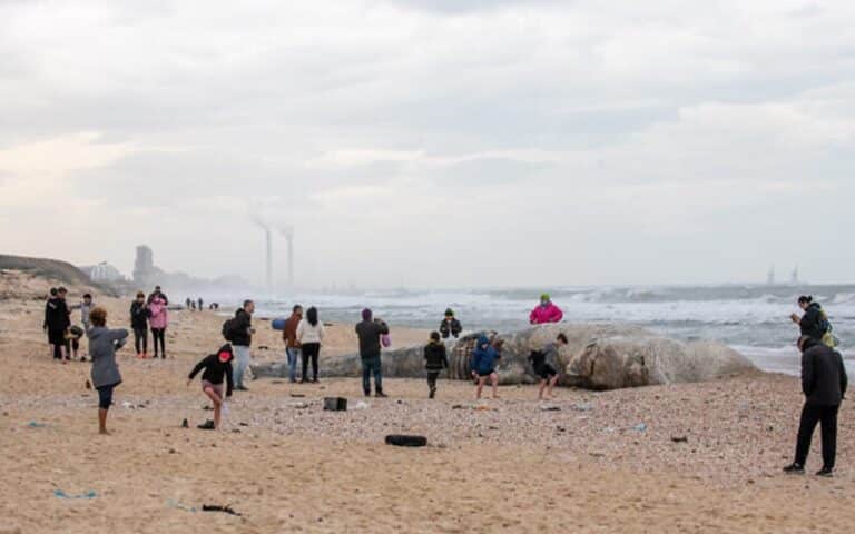 Wyciek ropy z nieznanego statku zanieczyścił wybrzeże Izraela / Portal Stoczniowy