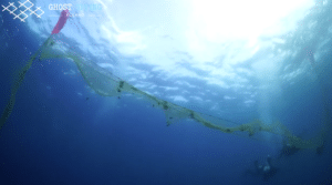 Sieci widma, czyli realne zagrożenia dla morskich stworzeń / Portal Stoczniowy