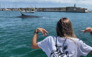 Uwolniono 18-metrowego wieloryba, który wpłynął do portu w Walencji / Portal Stoczniowy