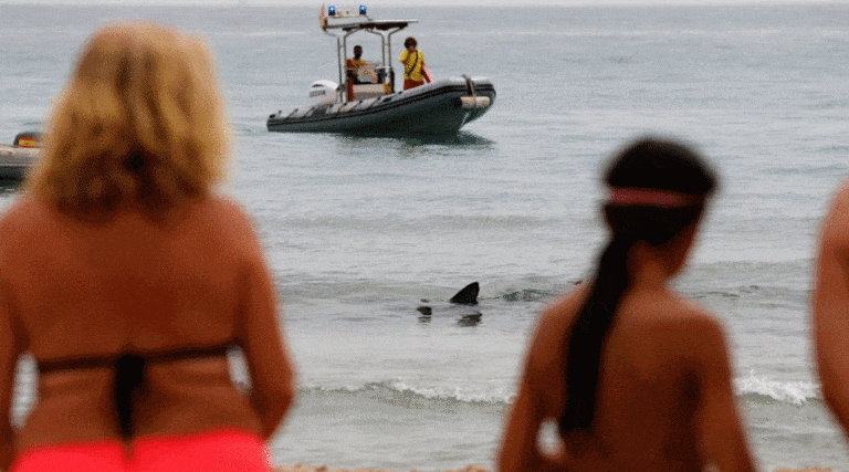 Rekin wywołał popłoch wśród turystów na plażach w Walencji / Portal Stoczniowy