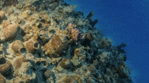 Plany wydobycia wraku statku z dna Morza Czerwonego / Portal Stoczniowy