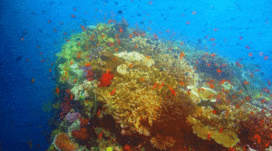 Australia przeznaczy 700 milionów dolarów na ochronę Wielkiej Rafy Koralowej / Portal Stoczniowy