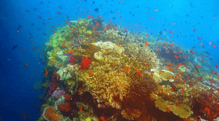 Australia przeznaczy 700 milionów dolarów na ochronę Wielkiej Rafy Koralowej / Portal Stoczniowy