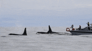 Kilkaset ataków orek na statki i jachty / Portal Stoczniowy