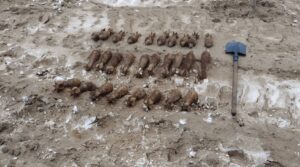 Akcja saperów w Gdyni / Portal Stoczniowy