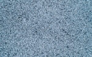 Około 100 tys. martwych ryb wyrzuconych do morza / Portal Stoczniowy