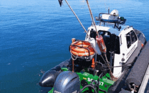 nielegalne sieci / Portal Stoczniowy