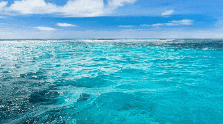 Roboty na straży przyszłości oceanów: Ochrona bioróżnorodności / Portal Stoczniowy