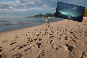 Rekiny w Bałtyku: Fakty, które zaskoczą każdego miłośnika morza / Portal Stoczniowy