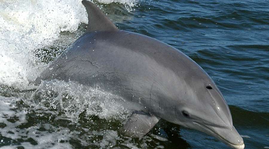 Samotny i sfrustrowany delfin terroryzuje plażowiczów w japońskim mieście Mihama / Portal Stoczniowy