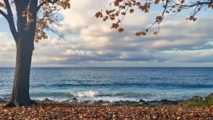 Jesienny Bałtyk – pusta plaża, fale i liście na brzegu / Portal Stoczniowy